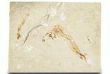 Cretaceous Fossil Fish - Lebanon #248426-1